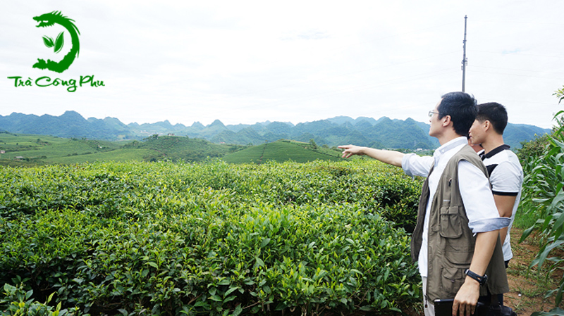 Đồi chè olong 